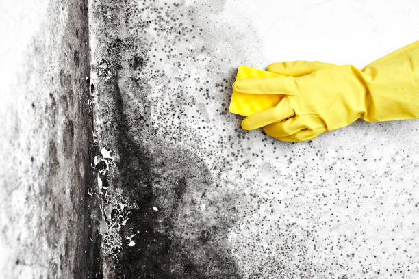 Best Crawl Space Mold Remediation in West Tawakoni, TX