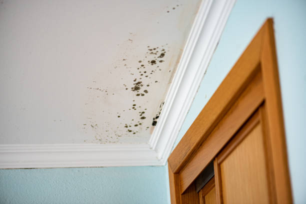 West Tawakoni, TX Mold Remediation Company