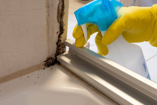 Best Attic Mold Remediation in West Tawakoni, TX