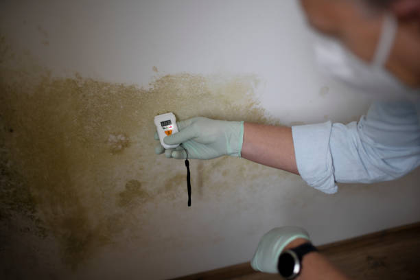 Best Residential Mold Remediation in West Tawakoni, TX