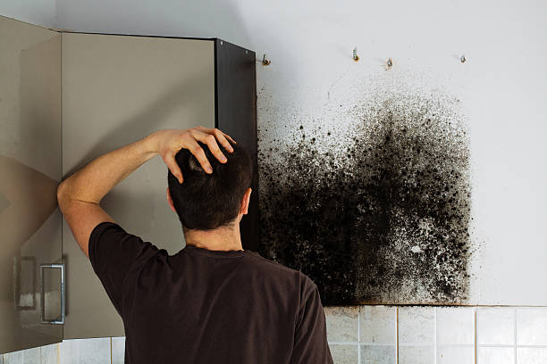 Best Insurance-Related Mold Remediation in West Tawakoni, TX