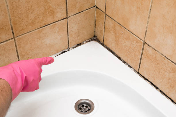 Best HVAC Mold Remediation in West Tawakoni, TX