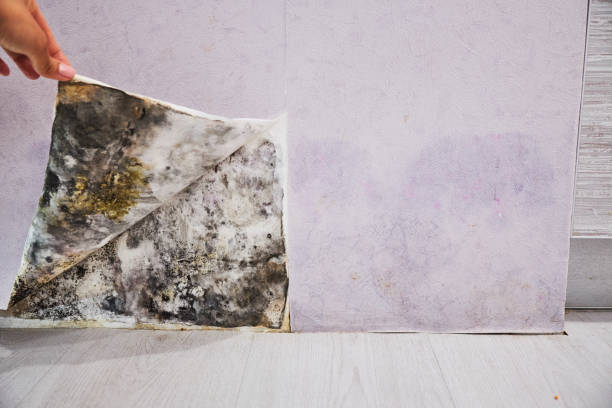 Best Residential Mold Remediation in West Tawakoni, TX